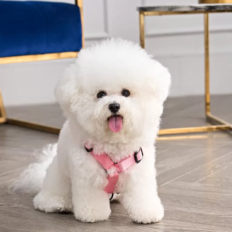 Bling Velour Pet Sele Och Koppel Set | Juicy Couture Outlet