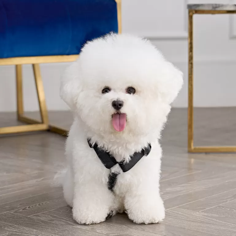 Bling Velour Pet Sele Och Koppel Set | Juicy Couture Discount
